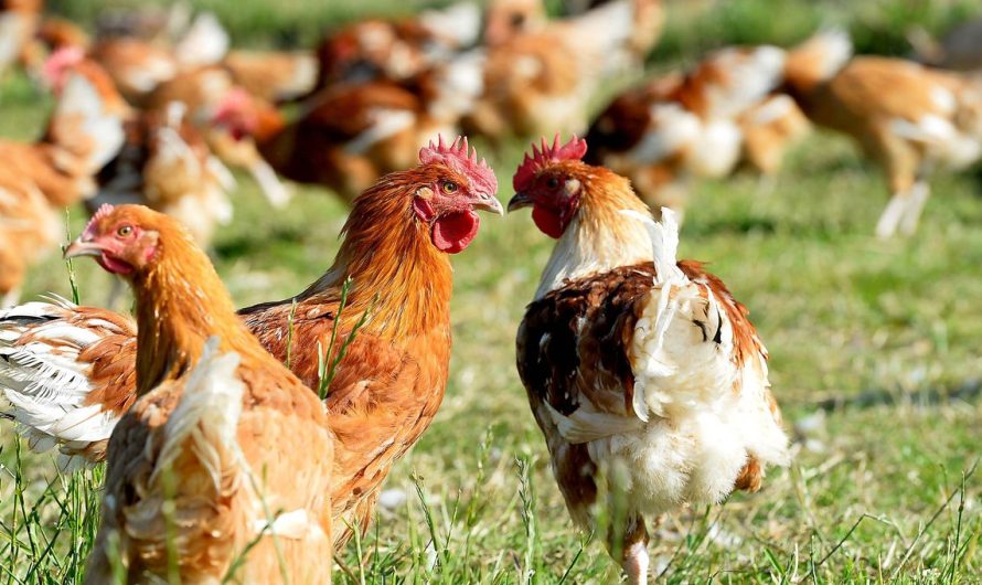 Connaissez-vous la coopérative des Fermiers de Loué