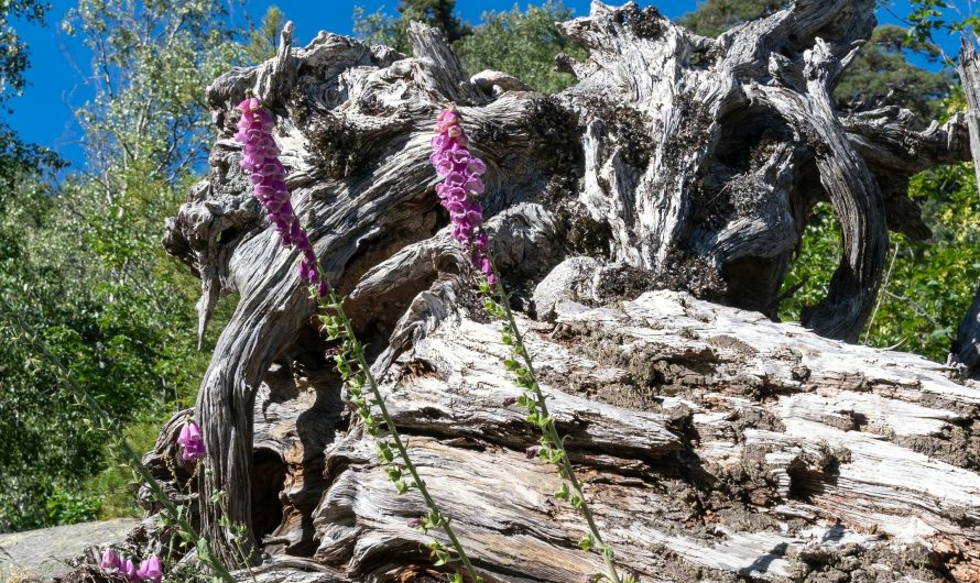 Y a‑t‑il trop de bois mort dans nos forêts ?
